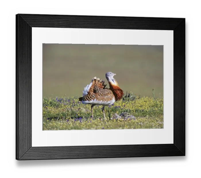 Framed Print : Great Bustard, Otis tarda, male in partial display on Spanish Steppes, Extremadura Framed Print : Great Bustard, Otis tarda, male in partial display on Spanish Steppes, Extremadura