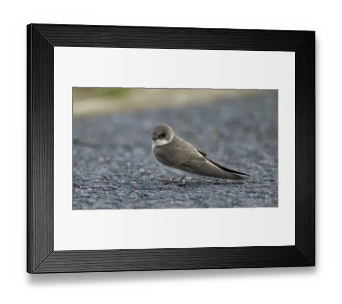 Framed Print : Sand Martin, Riparia riparia, tired migrant, Kent, autumn Framed Print : Sand Martin, Riparia riparia, tired migrant, Kent, autumn