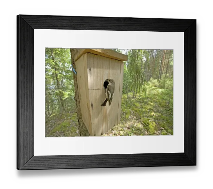 Framed Print : Pied Flycatcher at nest box Framed Print : Pied Flycatcher at nest box