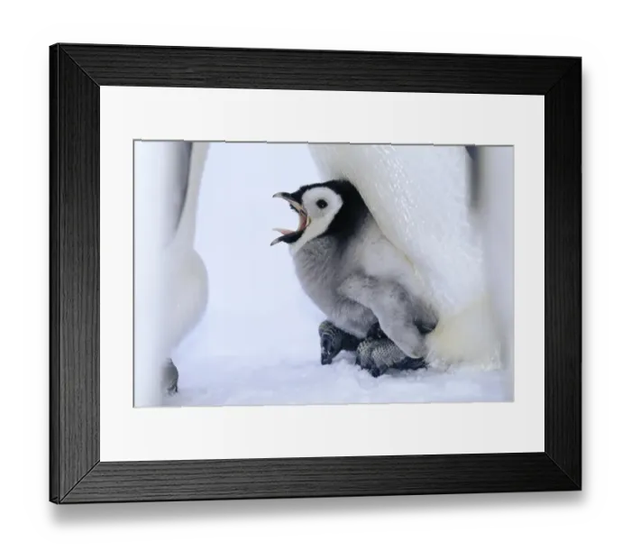 Framed Print : Emperor Penguins Aptenodytes forsteri chick being brooded Weddell Sea Antarctica Framed Print : Emperor Penguins Aptenodytes forsteri chick being brooded Weddell Sea Antarctica