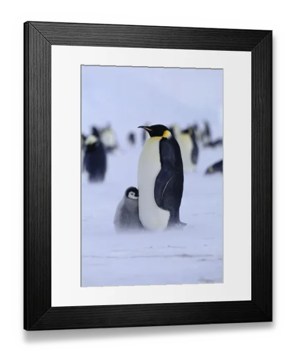 Framed Print : Emperor Penguins Aptenodytes forsteri Weddell Sea Antarctica Framed Print : Emperor Penguins Aptenodytes forsteri Weddell Sea Antarctica
