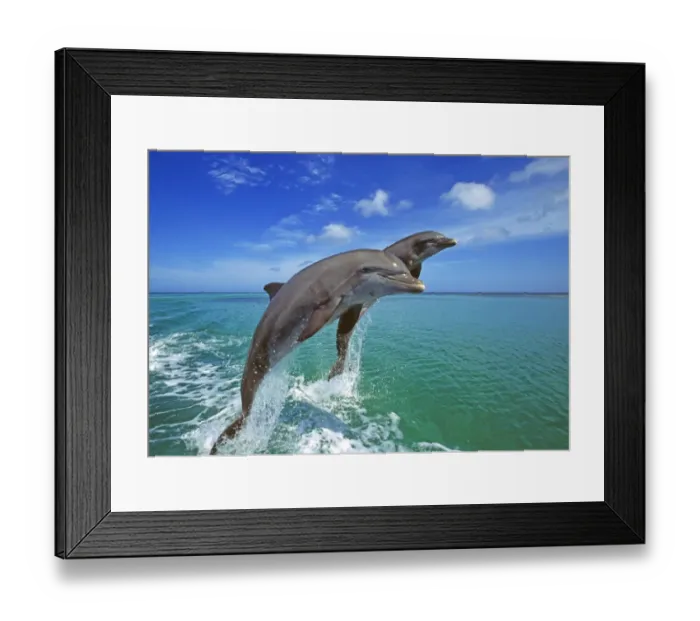 Framed Print : Bottlenose Dolphins, Tursiops truncatus Caribbean Framed Print : Bottlenose Dolphins, Tursiops truncatus Caribbean