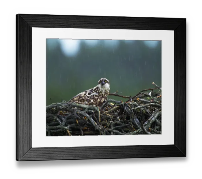 Framed Print : Osprey, Pandion haliaeetus, female brooding young on nest in heavy rain, Finland, July Framed Print : Osprey, Pandion haliaeetus, female brooding young on nest in heavy rain, Finland, July