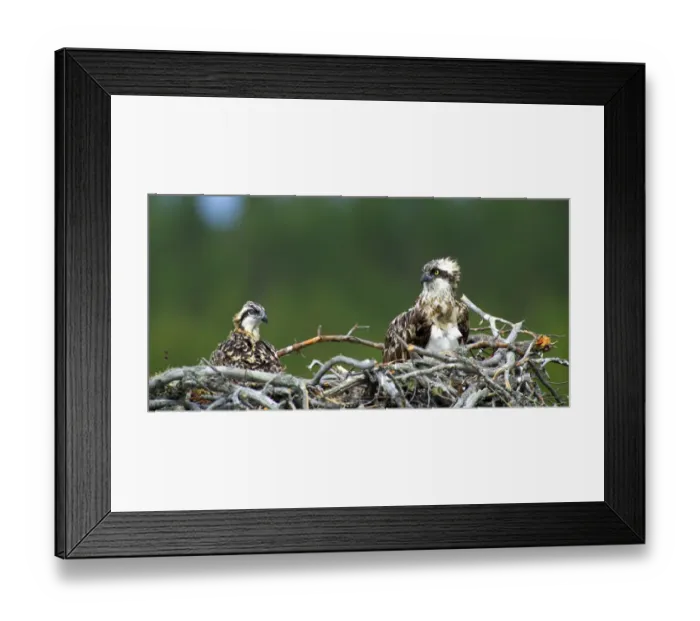 Framed Print : Osprey, Pandion haliaeetus, female and chick in nest, Finland, July Framed Print : Osprey, Pandion haliaeetus, female and chick in nest, Finland, July