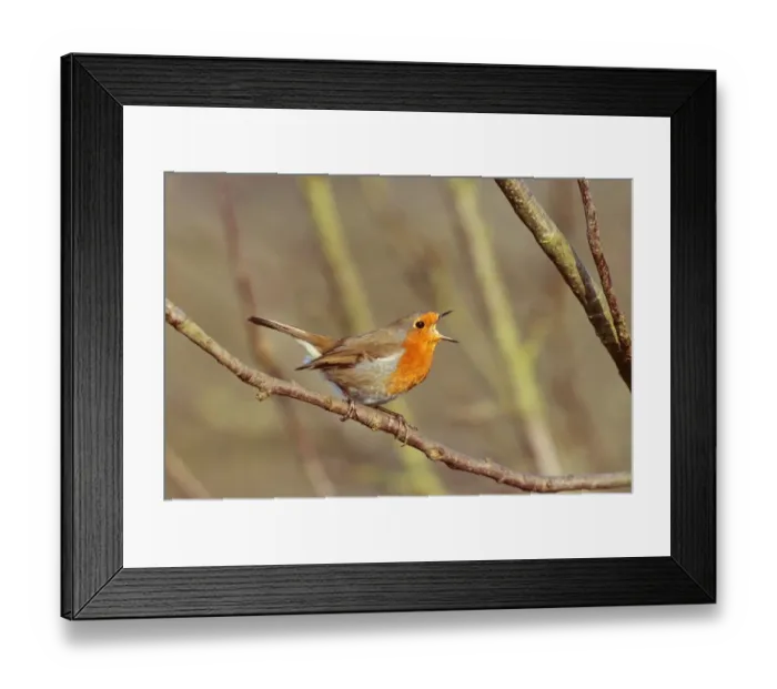 Framed Print : Robin, Erithacus rubecula, male in song, Kent, spring Framed Print : Robin, Erithacus rubecula, male in song, Kent, spring
