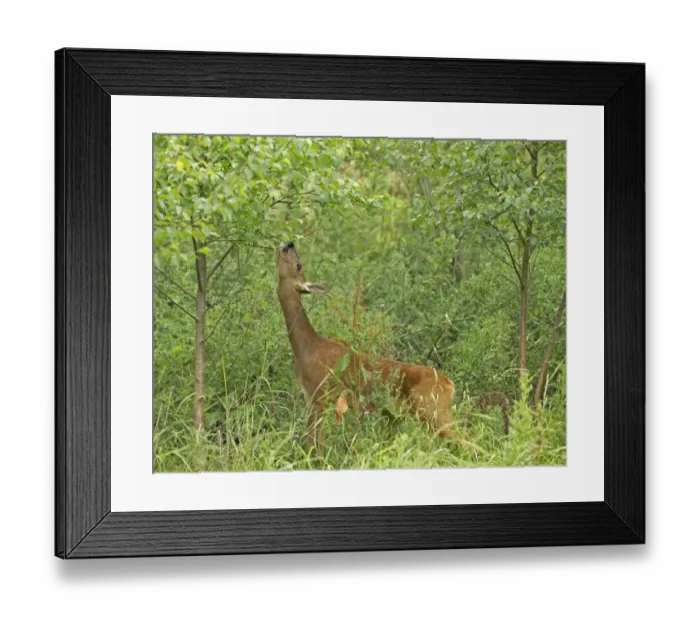 Framed Print : Roe deer, Capreolus capreolus, doe feeding at woodland edge, Kent Framed Print : Roe deer, Capreolus capreolus, doe feeding at woodland edge, Kent