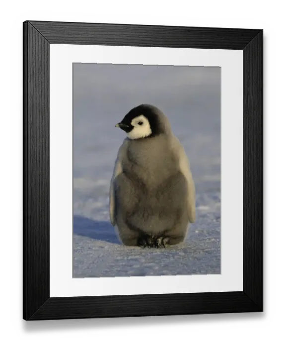 Framed Print : Emperor Penguins Aptenodytes forsteri chick Weddell Sea Antarctica Framed Print : Emperor Penguins Aptenodytes forsteri chick Weddell Sea Antarctica