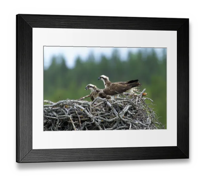 Framed Print : Osprey, Pandion haliaeetus, male and female at nest, Finland, July Framed Print : Osprey, Pandion haliaeetus, male and female at nest, Finland, July