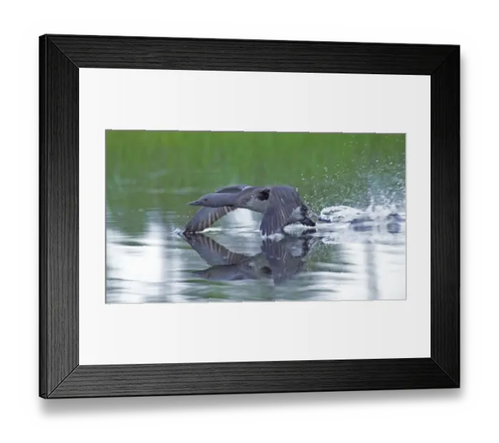 Framed Print : Red-throated Diver, Gavia stellata, adult taking off from pool Framed Print : Red-throated Diver, Gavia stellata, adult taking off from pool