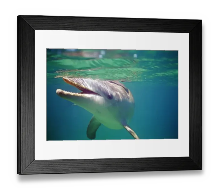 Framed Print : Bottlenose Dolphin, Tursiops truncatus Caribbean
