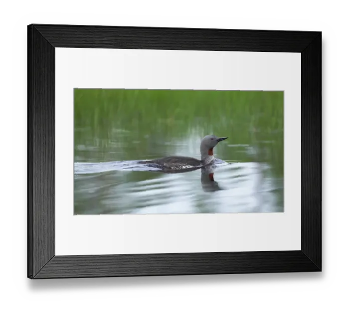 Framed Print : Red-throated Diver, Gavia stellata, adult Framed Print : Red-throated Diver, Gavia stellata, adult