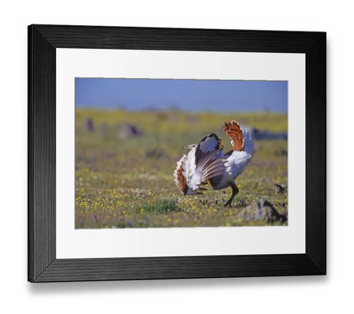 Framed Print : Great Bustard Otis tarda young male attempting to turn itself inside out to display Framed Print : Great Bustard Otis tarda young male attempting to turn itself inside out to display