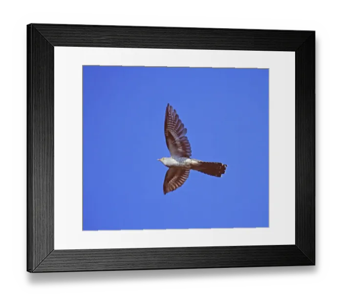 Framed Print : Long-tailed Duck Clangula hyemalis moulting male in April Shetland Framed Print : Long-tailed Duck Clangula hyemalis moulting male in April Shetland