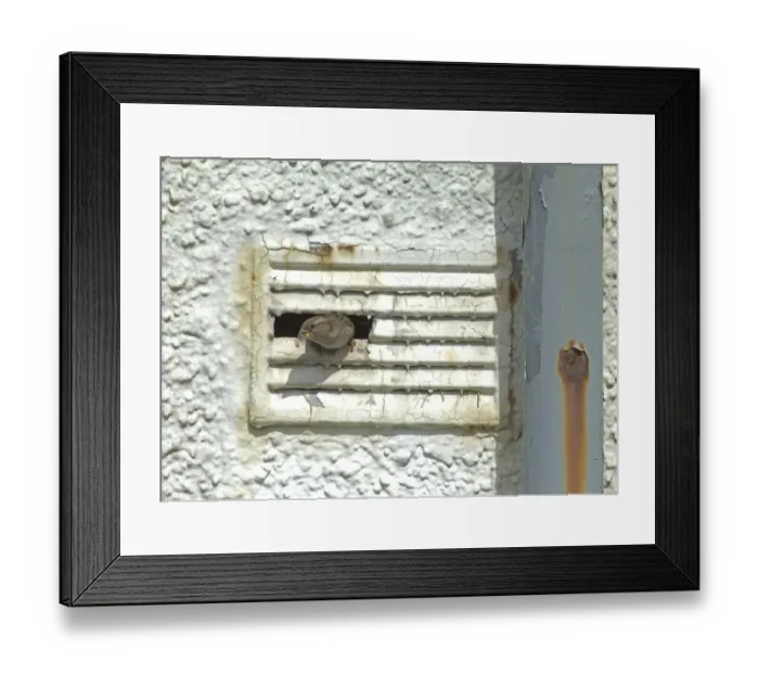 Framed Print : House Sparrow, Passer domesticus, female leaving nest in ventilation shaft of derelict building Framed Print : House Sparrow, Passer domesticus, female leaving nest in ventilation shaft of derelict building