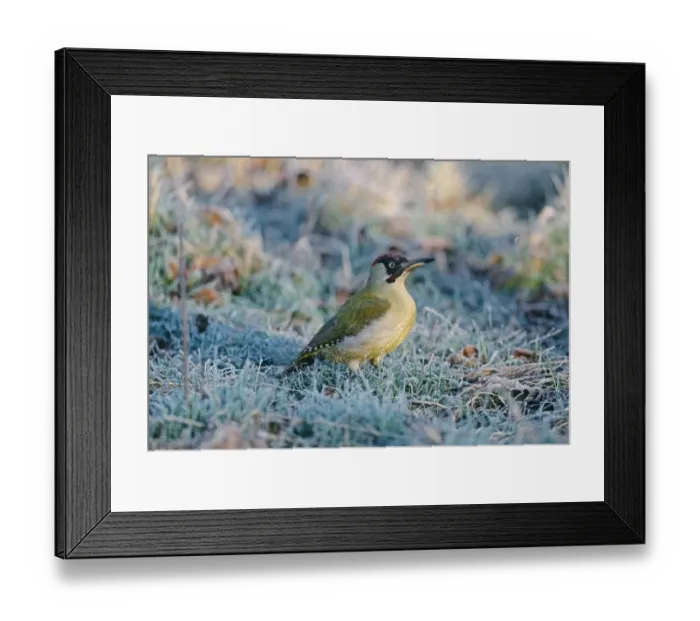Framed Print : Green Woodpecker, Picus viridis, on frosty morning, UK, winter Framed Print : Green Woodpecker, Picus viridis, on frosty morning, UK, winter