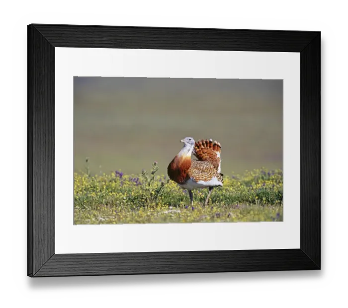 Framed Print : Great Bustard Otis tarda male in display on Spanish Steppes Extremadura Spain April Framed Print : Great Bustard Otis tarda male in display on Spanish Steppes Extremadura Spain April