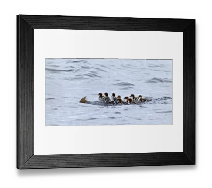 Framed Print : female Goosander transporting chicks on back, Vaala, Finland, July Framed Print : female Goosander transporting chicks on back, Vaala, Finland, July