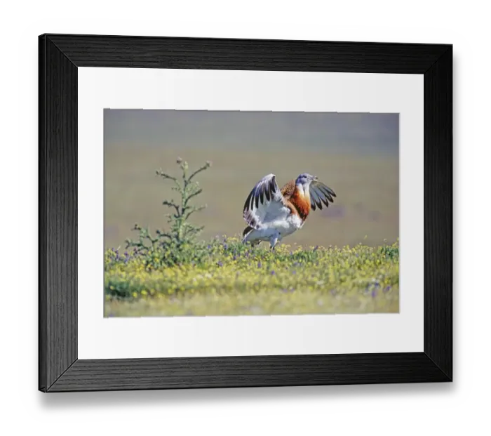 Framed Print : Great Bustard Otis tarda male in display on Spanish Steppes Extremadura Spain April Framed Print : Great Bustard Otis tarda male in display on Spanish Steppes Extremadura Spain April