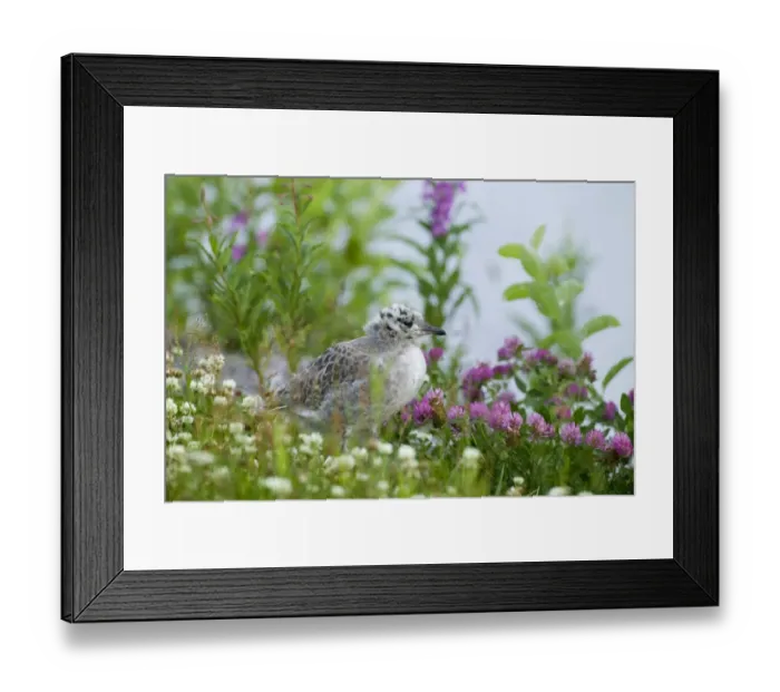 Framed Print : Common Gull Larus canus juvenile Finland summer Framed Print : Common Gull Larus canus juvenile Finland summer