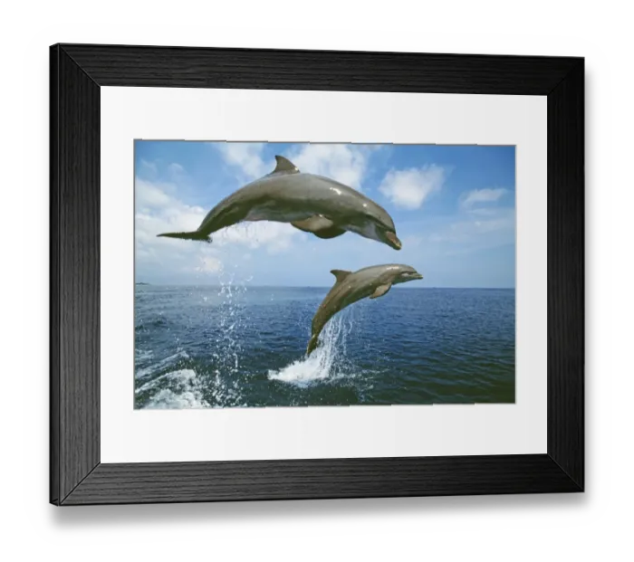 Framed Print : Bottlenose Dolphin, Tursiops truncatus Caribbean Framed Print : Bottlenose Dolphin, Tursiops truncatus Caribbean