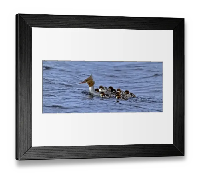 Framed Print : female Goosander transporting chicks on back Framed Print : female Goosander transporting chicks on back