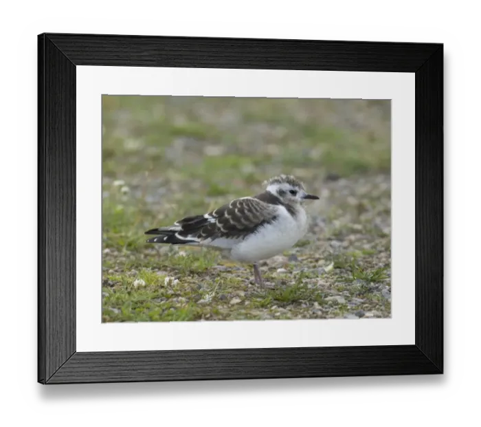 Framed Print : Little Gull, Larus minutus, juvenile recently fledged, Finland, July Framed Print : Little Gull, Larus minutus, juvenile recently fledged, Finland, July