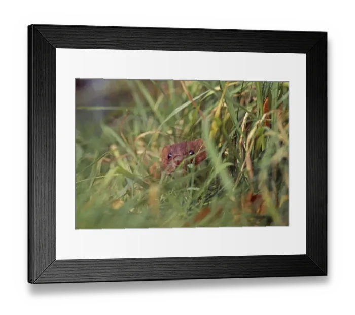 Framed Print : Weasel, Mustela nivalis, hunting in long grass, Kent, UK Framed Print : Weasel, Mustela nivalis, hunting in long grass, Kent, UK