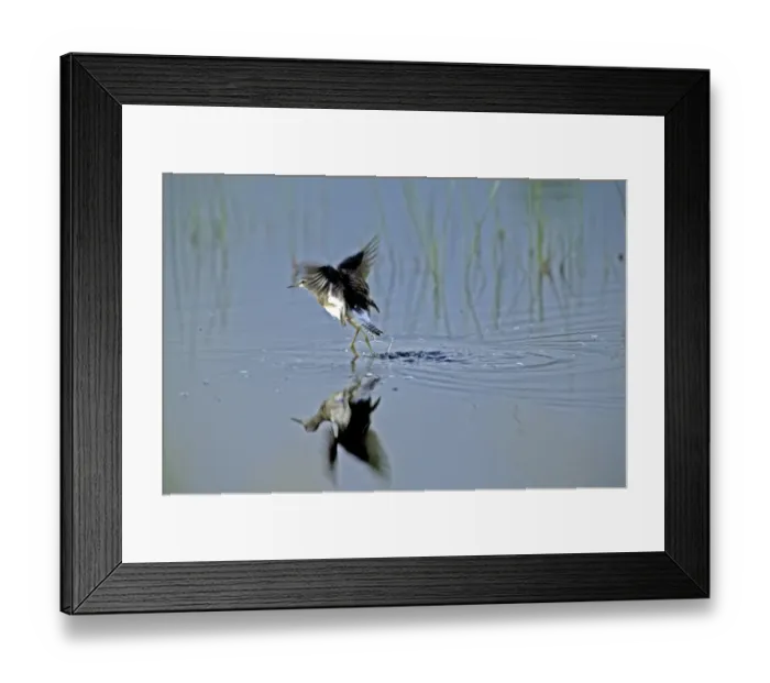 Framed Print : Wood Sandpiper Framed Print : Wood Sandpiper
