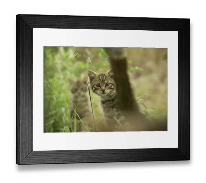 Framed Print : Scottish Wildcat, Felis silvestris, kittens Framed Print : Scottish Wildcat, Felis silvestris, kittens