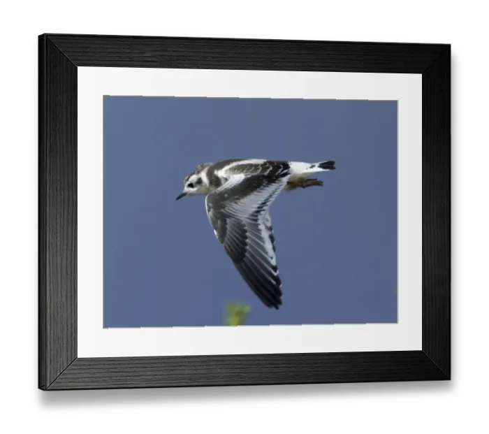 Framed Print : Little Gull, Larus minutus, juvenile, Finland, July Framed Print : Little Gull, Larus minutus, juvenile, Finland, July