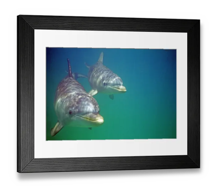 Framed Print : Bottlenose Dolphins, Tursiops truncatus Caribbean Framed Print : Bottlenose Dolphins, Tursiops truncatus Caribbean