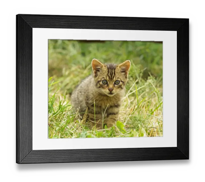 Framed Print : Scottish Wildcat, Felis silvestris, kitten Framed Print : Scottish Wildcat, Felis silvestris, kitten