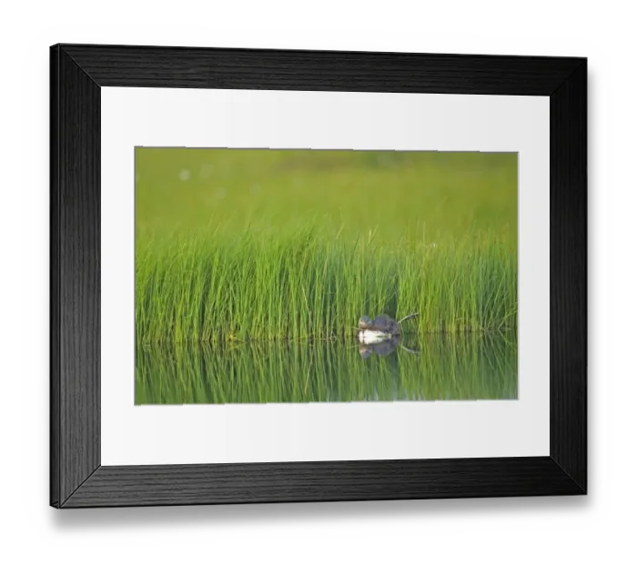 Framed Print : Red-throated Diver, Gavia stellata, chick Framed Print : Red-throated Diver, Gavia stellata, chick