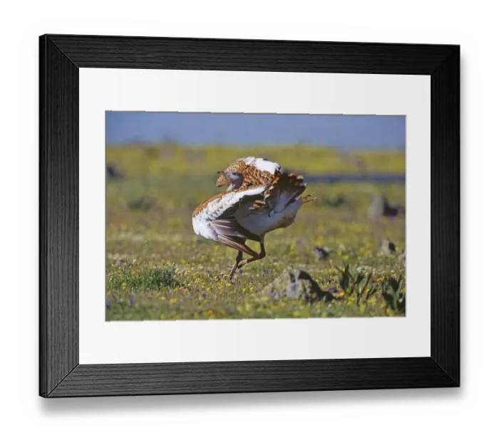Framed Print : Great Bustard Otis tarda male in partial display on Spanish Steppes Extremadura Spain Framed Print : Great Bustard Otis tarda male in partial display on Spanish Steppes Extremadura Spain