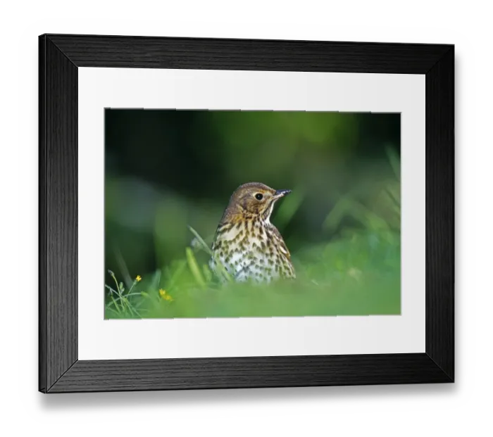 Framed Print : Song Thrush, Turdus philomelos, feeding on lawn, Kent, UK Framed Print : Song Thrush, Turdus philomelos, feeding on lawn, Kent, UK