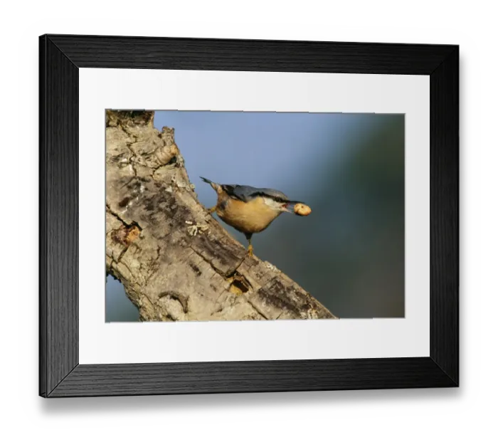 Framed Print : Nuthatch, Sitta europea, , Kent, UK, winter Framed Print : Nuthatch, Sitta europea, , Kent, UK, winter