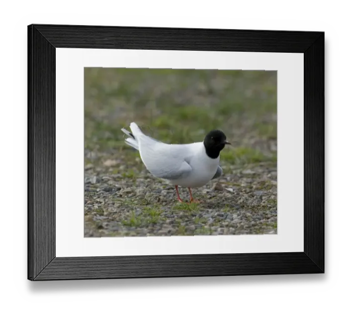 Framed Print : Little Gull, Larus minutus, adult in breeding plumage at colony, Finland, July Framed Print : Little Gull, Larus minutus, adult in breeding plumage at colony, Finland, July
