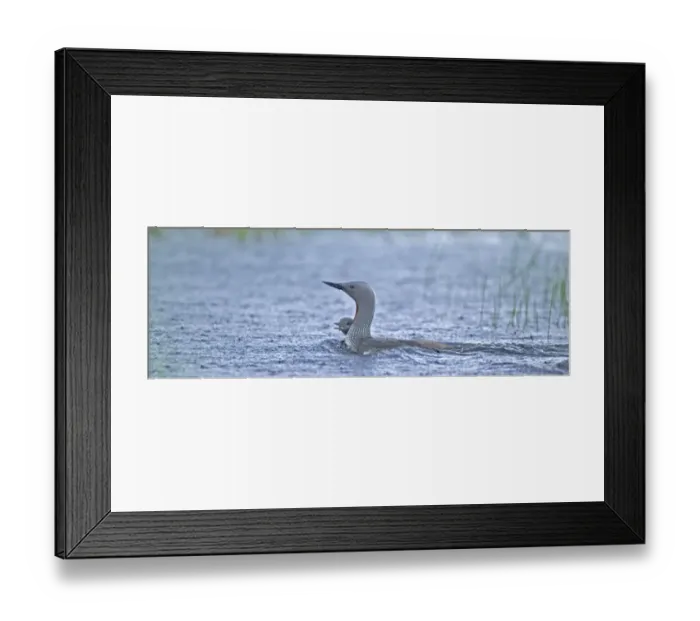 Framed Print : Red-throated Diver Gavia stellata with chick in the rain Framed Print : Red-throated Diver Gavia stellata with chick in the rain