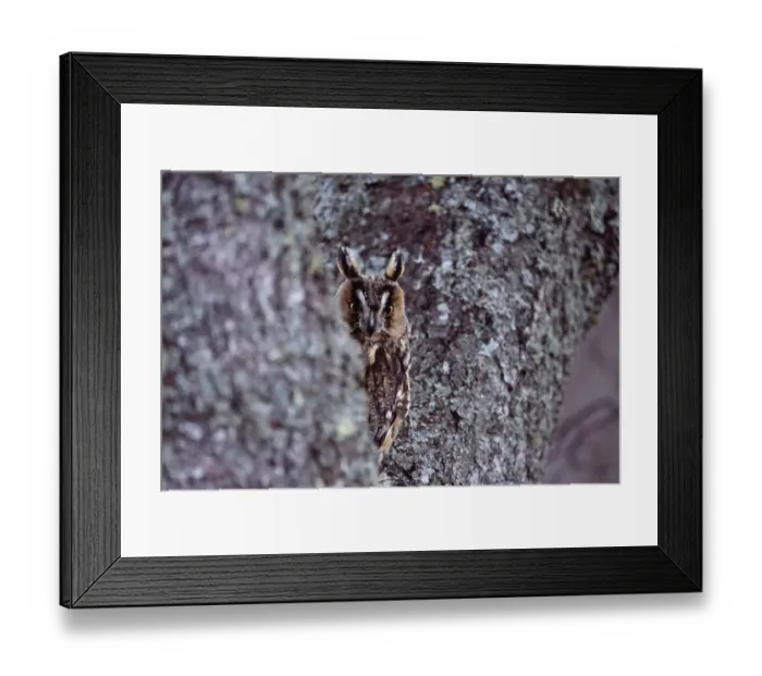 Framed Print : Long-eared Owl, Asio otus, Scotland, winter Framed Print : Long-eared Owl, Asio otus, Scotland, winter