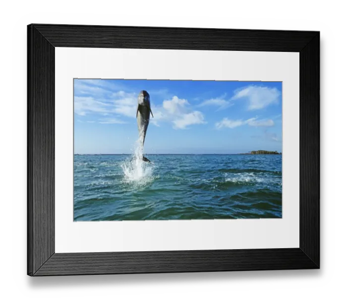 Framed Print : Bottlenose Dolphin, Tursiops truncatus Caribbean Framed Print : Bottlenose Dolphin, Tursiops truncatus Caribbean