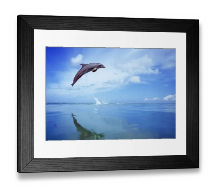 Framed Print : Bottlenose Dolphin, Tursiops truncatus Caribbean Framed Print : Bottlenose Dolphin, Tursiops truncatus Caribbean