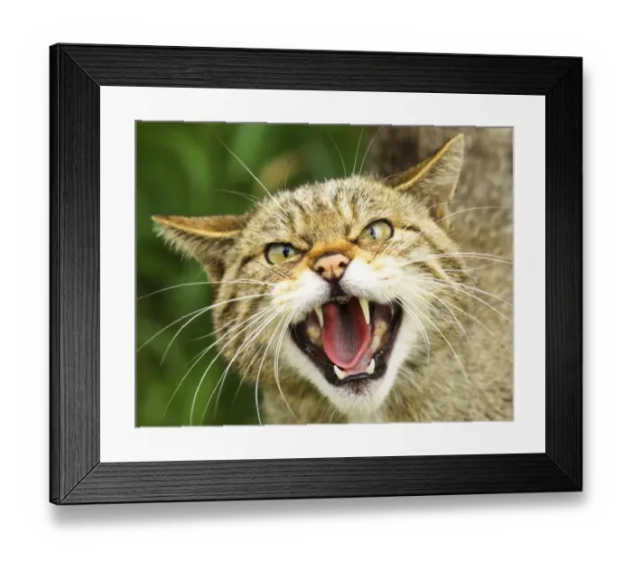 Framed Print : Scottish Wildcat Felis silvestris captive Framed Print : Scottish Wildcat Felis silvestris captive
