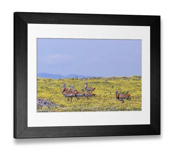 Framed Print : Great Bustard, Otis tarda flock of mostly females on Spanish Steppes Extremadura Spain Framed Print : Great Bustard, Otis tarda flock of mostly females on Spanish Steppes Extremadura Spain