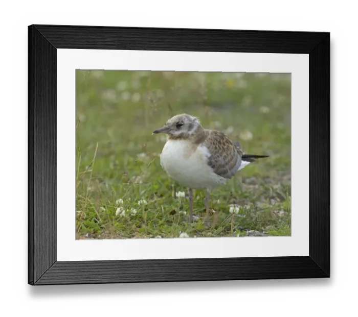 Framed Print : Black-headed Gull, Larus ridibundus, juvenile, Finland, July Framed Print : Black-headed Gull, Larus ridibundus, juvenile, Finland, July