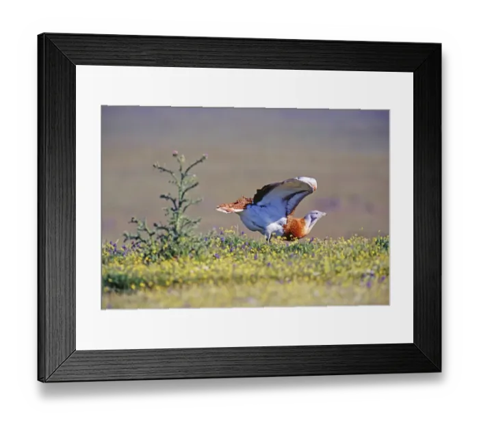 Framed Print : Great Bustard Otis tarda male on Spanish Steppes Extremadura Spain April