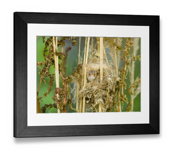 Framed Print : Harvest Mouse Micromys minutus peering out of nest summer UK Framed Print : Harvest Mouse Micromys minutus peering out of nest summer UK