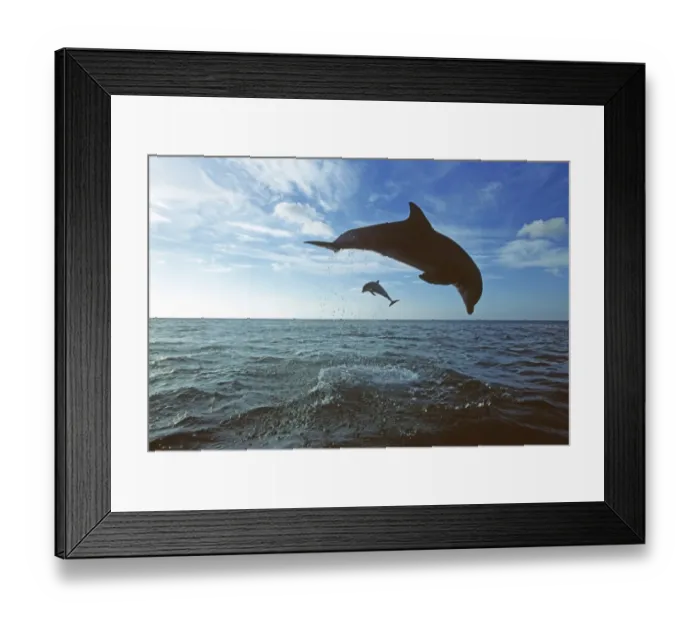Framed Print : Bottlenose Dolphins, Tursiops truncatus Caribbean Framed Print : Bottlenose Dolphins, Tursiops truncatus Caribbean