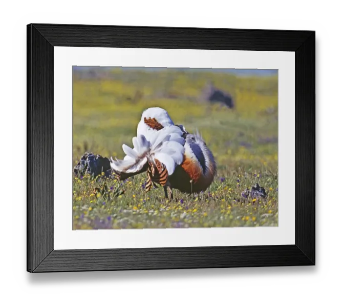 Framed Print : Great Bustard Otis tarda male in display on Spanish Steppes Extremadura Spain April Framed Print : Great Bustard Otis tarda male in display on Spanish Steppes Extremadura Spain April