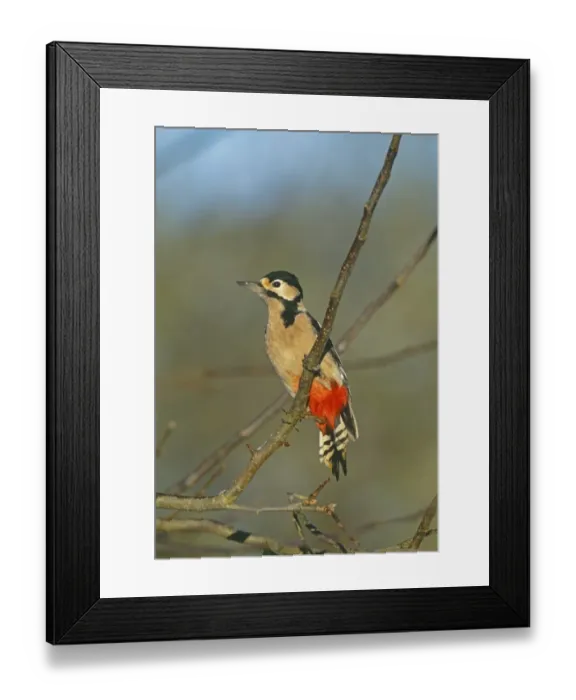 Framed Print : Great Spotted Woodpecker, Dendrocopos major, Kent, UK, winter Framed Print : Great Spotted Woodpecker, Dendrocopos major, Kent, UK, winter