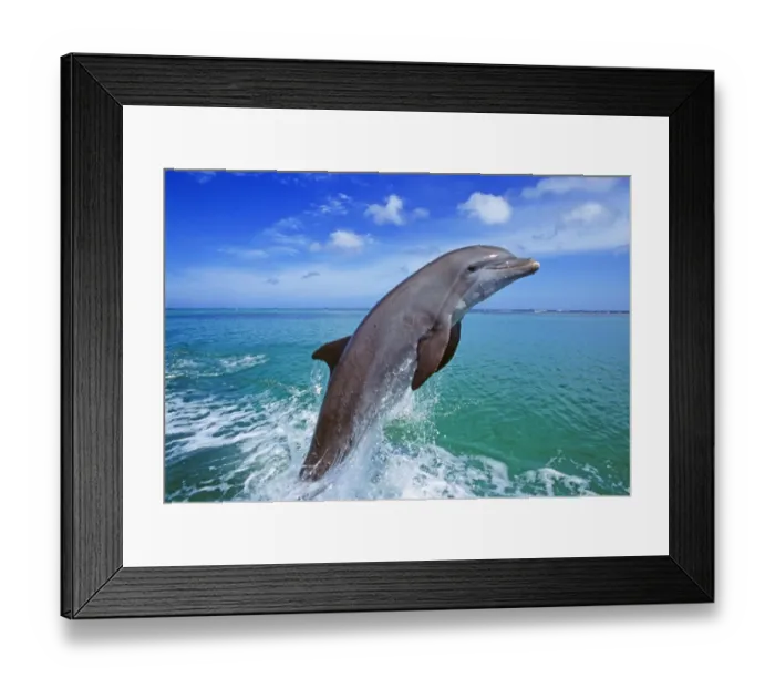 Framed Print : Bottlenose Dolphin, Tursiops truncatus Caribbean Framed Print : Bottlenose Dolphin, Tursiops truncatus Caribbean